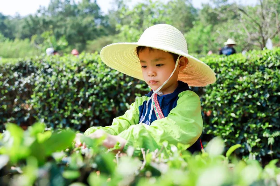 五一假期有安排了嗎？快來體驗(yàn)采茶制茶品茶樂趣