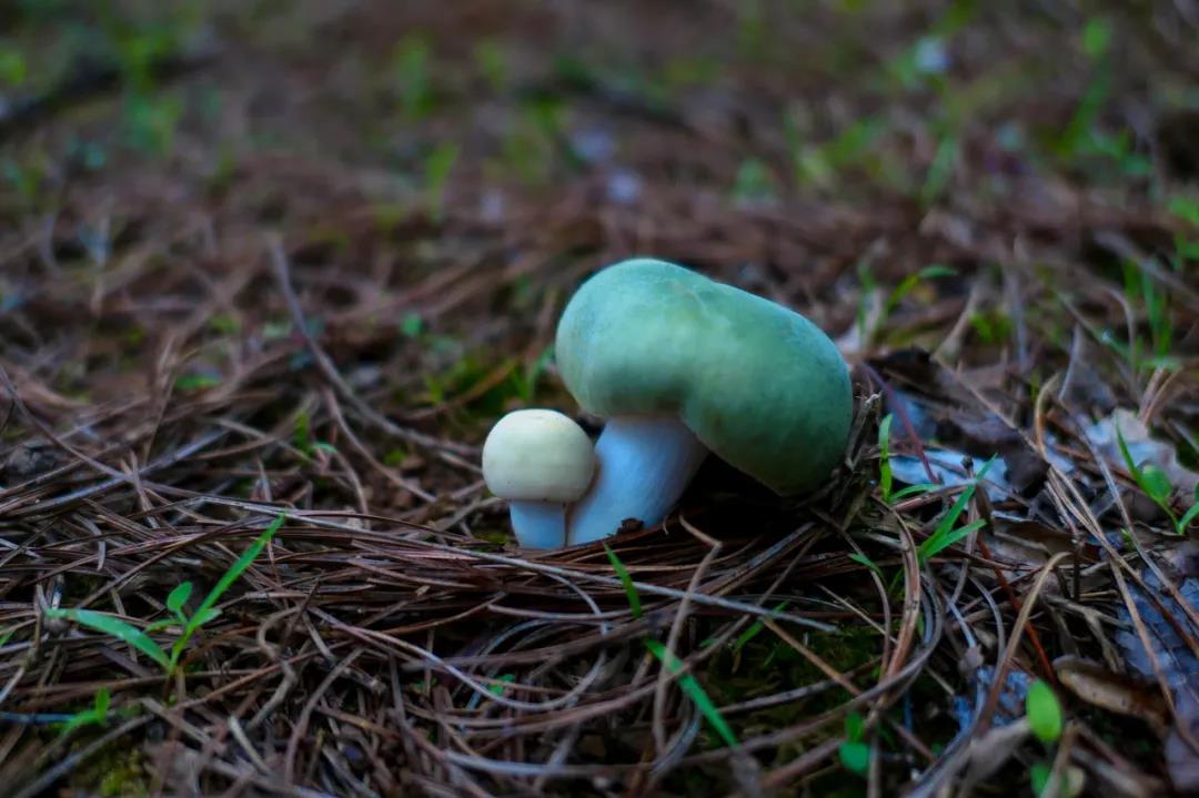 野生菌的N種吃法，沒有一朵jier能逃出云南人的餐桌