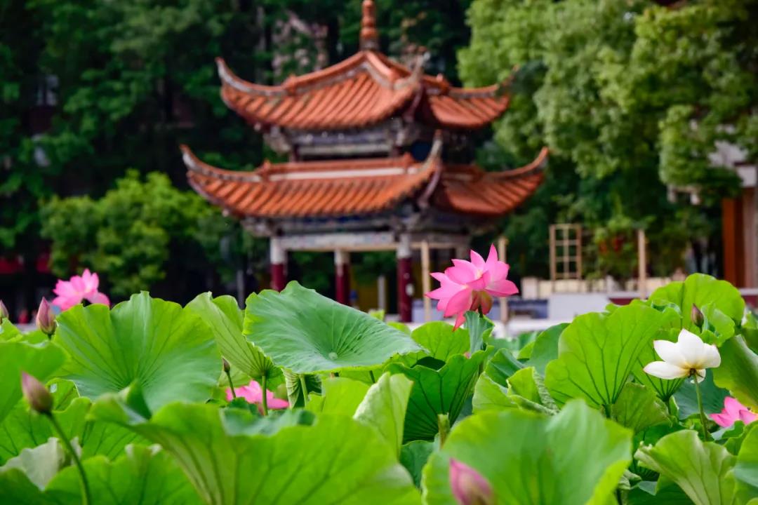 夏日云南這些地方荷花早已盛放,或潔白素雅、或紅如胭脂等你來賞荷