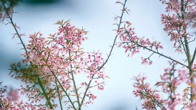 保山龍陵櫻花