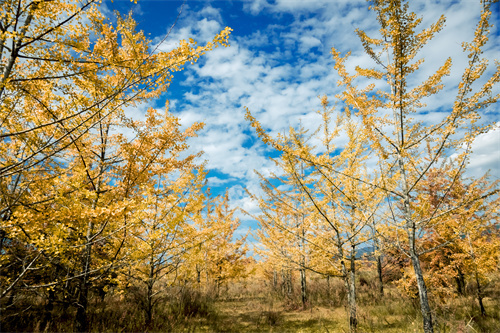   建黨百年 發(fā)展紅色旅游的主要措施